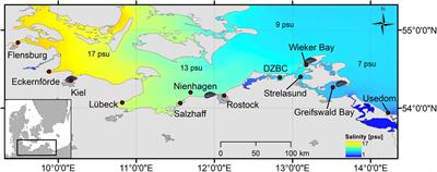 Potential and Feasibility of Mytilus spp. Farming Along a Salinity Gradient